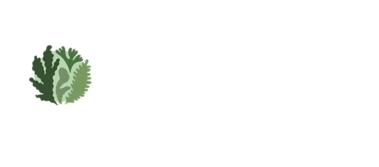 Lumi Algues